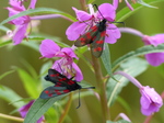 FZ030470 Six-spot Burnets (Zygaena filipendulae) on purple flowers.jpg